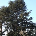 Cedrus libani